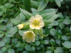 Nonea lutea