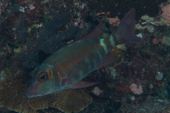 Lethrinus erythropterus