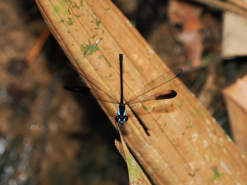 Euphaea impar