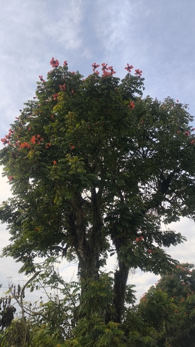 African tulip tree