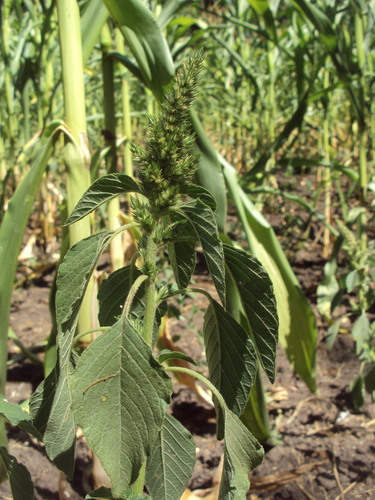 Redroot Amaranth