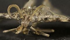 Aglossa pinguinalis