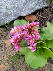 Bergenia crassifolia