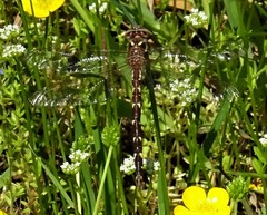 Cordulegaster bilineata