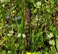 Cordulegaster bilineata