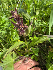 Dactylorhiza aristata, photograph (c) Nikita Lavrenov, some rights reserved (CC BY)