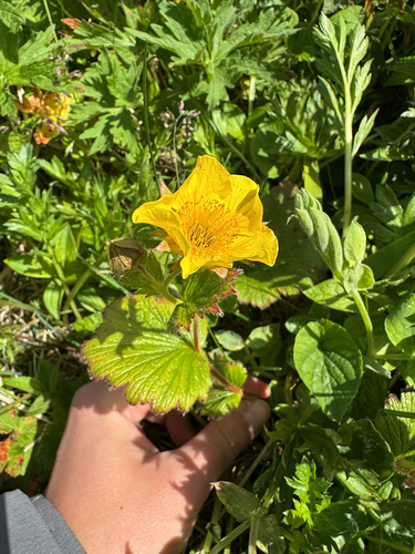 Geum calthifolium, photograph 3