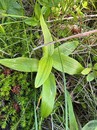 Fritillaria camschatcensis, photograph 2