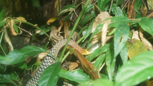 Rhabdophis subminiatus
