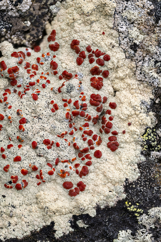 Alpine Bloodspot Lichen