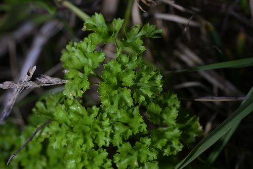 Petroselinum crispum, photograph 3