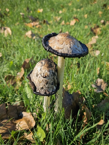 Shaggy Mane