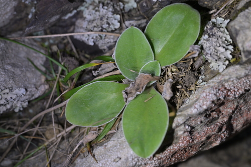 Craspedia uniflora