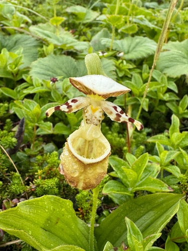 Cypripedium yatabeanum, photograph 5