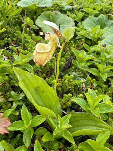 Cypripedium yatabeanum, photograph 6