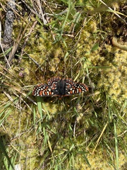 Euphydryas editha taylori