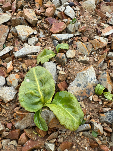 Lagotis glauca, photograph 5