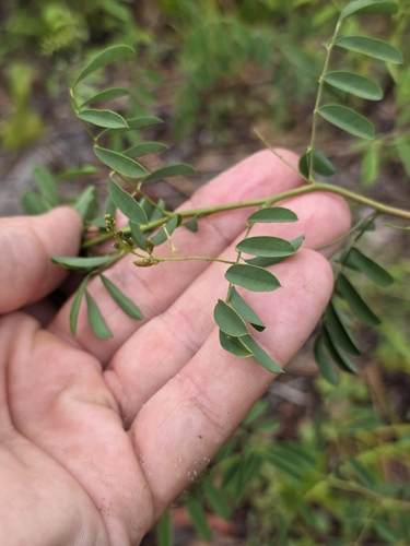 Indigofera caroliniana, photograph 3
