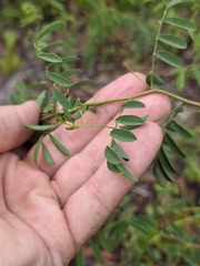 Indigofera caroliniana, photograph (c) Scott Allen Davis, some rights reserved (CC BY)
