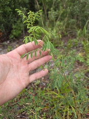 Indigofera caroliniana, photograph (c) Scott Allen Davis, some rights reserved (CC BY)