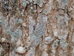 Buellia griseovirens