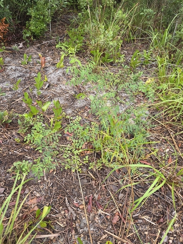 Indigofera caroliniana, photograph 6