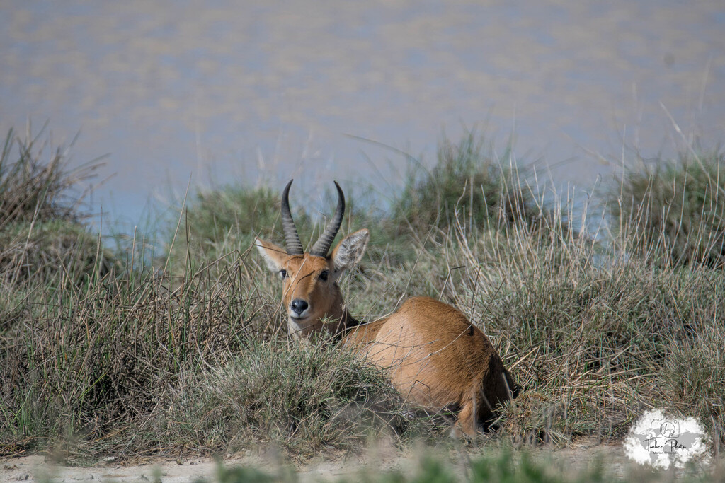 Redunca redunca, Ndutu Lake, Tanzanie, by loustiboom