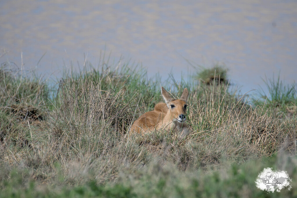Redunca redunca, Ndutu Lake, Tanzanie, by loustiboom