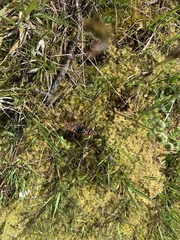 Euphydryas editha taylori