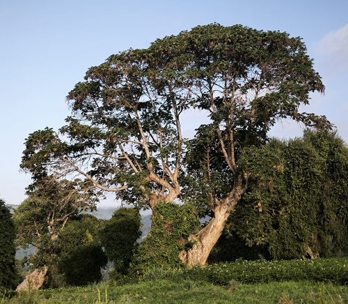 African Redwood