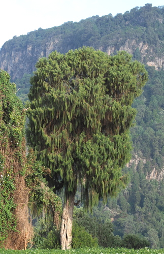 African juniper