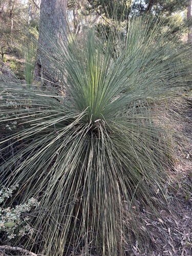 Xanthorrhoea australis, photograph 5