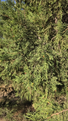 Juniperus thurifera, photograph 4