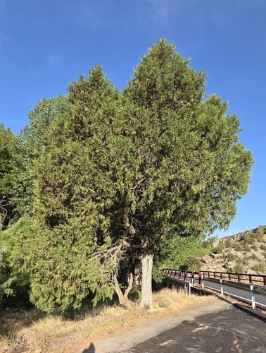 Juniperus thurifera, photograph 5