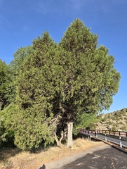 Juniperus thurifera, photograph (c) Christoph Moning, some rights reserved (CC BY)