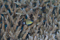 Pycnochromis retrofasciatus