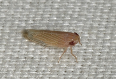 Graminella plana