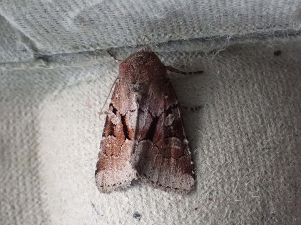 Small Brocade