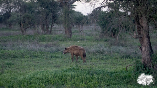 Spotted hyaena