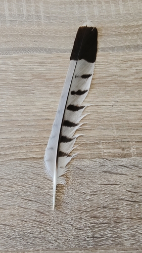 Plume de Faucon crécerelle