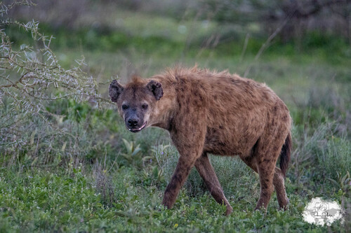Spotted hyaena