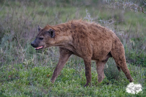 Spotted hyaena