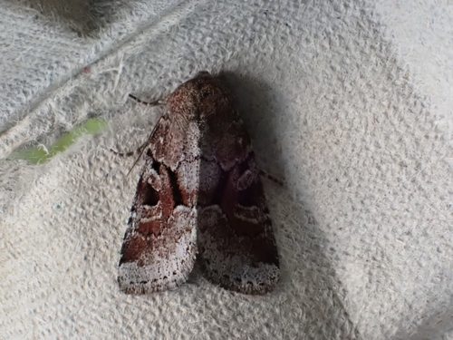 Small Brocade photo 2