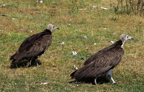Hooded Vulture