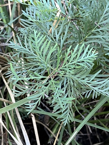 Lomatia tinctoria, photograph 2