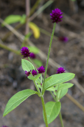 Alternanthera porrigens (Alternanthera porrigens)