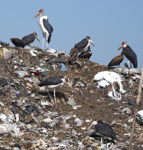 Marabou Stork