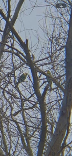 European Bee-eater