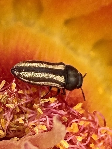 Acmaeodera quadrivittatoides