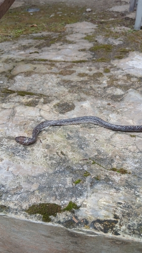 Lycodon capucinus
